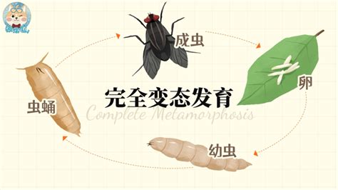 家里有飞蛾|家里凭空冒出来的小飞虫是啥？有害吗？